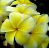 (image for) Plumeria Rubra 'Yellow Jazz' 6 Seeds