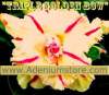 (image for) Adenium Seeds 'Triple Golden Bow' 5 Seeds