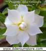 (image for) New Rare Adenium 'Triple Gardenia Aromatic' 5 Seeds