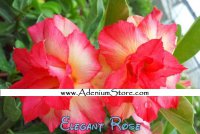 New Adenium 'Elegant Rose' 5 Seeds