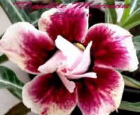 (image for) New Adenium 'Double Maroon Rich' 5 Seeds