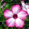 (image for) Adenium Obesum 'Pink Elegant' 5 Seeds