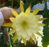(image for) Epiphyllum [Orchid Cactus] 'George French' 5 Seeds