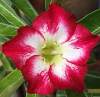 (image for) Adenium Seeds 'Extreme' 5 Seeds