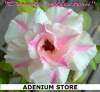 (image for) Adenium Obesum Double Affection 5 Seeds