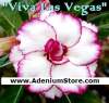 Adenium Seeds 'Viva Las Vegas' 5 Seeds