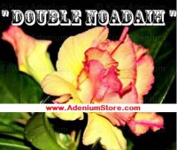 Adenium Obesum 'Double Noadaih' 5 Seeds