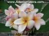 (image for) Plumeria Seeds 'Classic Brown' (6 Seeds)