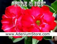 Rare Adenium Obesum 'Fire and Ice' 5 Seeds