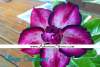 (image for) New Adenium 'Violet Crescent' 5 Seeds