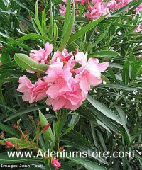 (image for) Nerium Oleander 'Mrs Trueheart' 5 Seeds