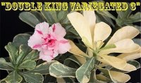 (image for) Adenium Obesum 'Double Variegated 3' 5 Seeds