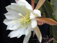 (image for) Epiphyllum [Orchid Cactus] 'Crenatum' 5 Seeds