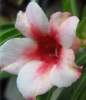 Adenium Obesum 'In Love Once More' 5 Seeds