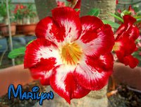 (image for) Adenium Seeds 'Marilyn' 5 Seeds