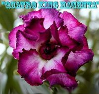 (image for) Adenium Obesum Quattro King Magenta 5 Seeds