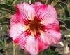 (image for) Adenium Obesum Seeds 'Arawan Pink' 5 seeds