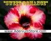 Adenium Obesum 'Sweet Romance 5 Seeds
