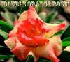 (image for) New Adenium 'Double Orange Rose' 5 Seeds