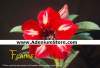 (image for) Adenium Obesum Seeds 'Flame' 5 Seeds