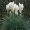 White Pampas Grass 'Cortaderia Selloana' (25 Seeds)