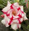 (image for) Adenium Obesum Triple Red Band x 50 Seeds BULK