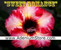 (image for) Adenium Obesum 'Sweet Romance 5 Seeds