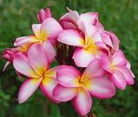 (image for) Plumeria Rubra Pink Phrao x 6 Seeds