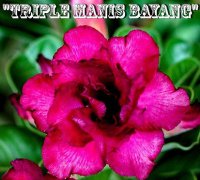 (image for) Adenium 'Triple Manis Bayang' 5 Seeds