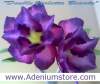 (image for) New Rare Adenium 'Double Violetta Beauty' 5 Seeds