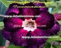 Adenium Obesum 'Double Purple Innovation' 5 Seeds