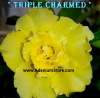(image for) Adenium Obesum Triple Charmed Yellow 5 Seeds