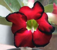 (image for) Adenium Seeds 'Red Emperor' (5 Seeds)