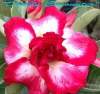 (image for) New Adenium 'Double Encounter' 5 Seeds