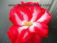 (image for) Adenium Seeds 'Double Redish' 5 seeds