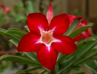 (image for) Adenium Obesum 'Lucky Star' x 5 Seeds