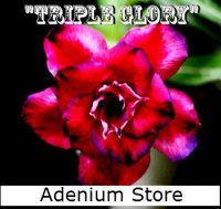 (image for) Rare Adenium 'Triple Glory' 5 Seeds