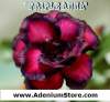 (image for) Adenium Obesum 'Double Anna' 5 Seeds
