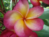 (image for) Plumeria Seeds 'Red Raca' (6 Seeds)