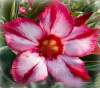 (image for) Adenium Obesum 'Red Tycoon' x 5 Seeds