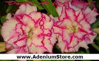 (image for) New Adenium 'Double at First Blush' 5 Seeds