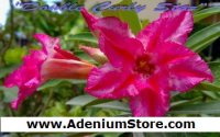 (image for) New Adenium 'Double Curly Star' 5 Seeds
