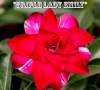 (image for) New Adenium 'Triple Lady Emily' 5 Seeds