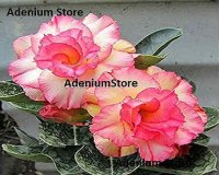 (image for) Adenium Obesum 'Triple Xiaobin' 5 Seeds