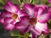 Adenium Obesum 'Rose Siam' 5 Seeds