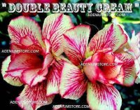 Adenium Obesum 'Double Beauty Cream' 5 Seeds