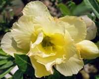 Rare Adenium Obesum 'Yellow Smile' 5 Seeds