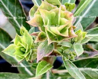 Adenium Obesum 'Triple Green Forest 1' x 5 Seeds