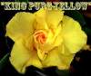 Adenium Obesum 'King Pure Yellow' x 5 Seeds
