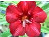 (image for) Adenium Seeds 'Red Dragon' (5 Seeds)